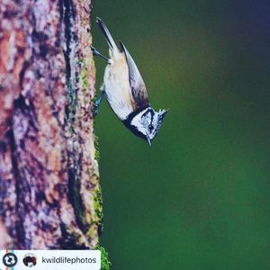 Image post by @rspb on Instagram