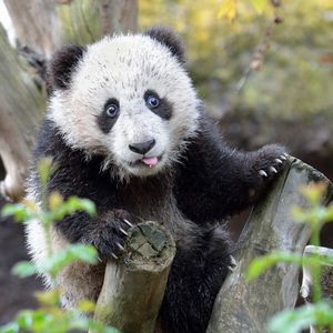 Image post by @sandiegozoo on Instagram