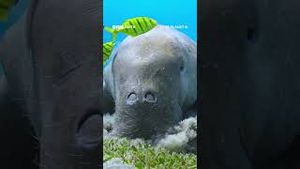 Video post by @bbcearth on YouTube