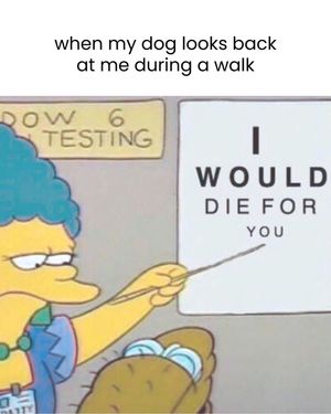 Image post by @solidgoldpets on Instagram