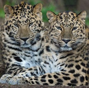 Image post by @sandiegozoo on Instagram