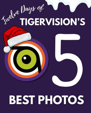 Image post by @cutigervision on Instagram