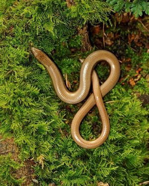 Image post by @rspb on Instagram