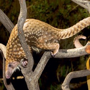 Image post by @sandiegozoo on Instagram