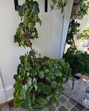 Image post by @reenasplants on Instagram