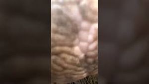 Video post by @pbr on YouTube
