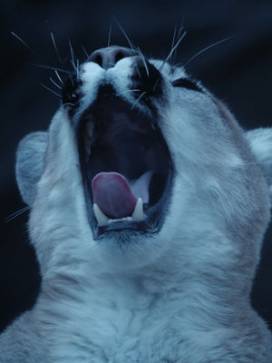 Video post by @bbcearth on TikTok