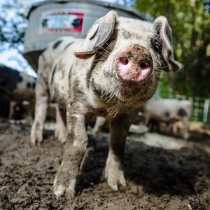 Image post by @freedomfarmkings on Instagram