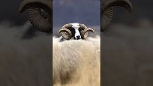 Video post by @canonusa on YouTube