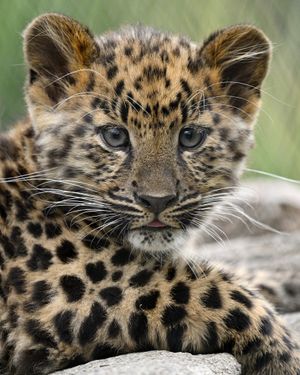 Image post by @sandiegozoo on Instagram