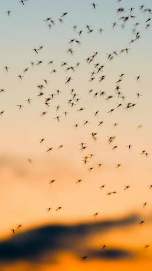 Video post by @bbcearth on Instagram