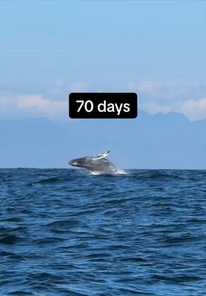 Video post by @sailing_with_phoenix on TikTok