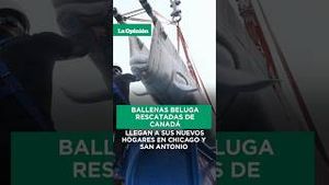 Video post by @laopinionla on YouTube