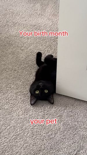 Video post by @petsmart on TikTok