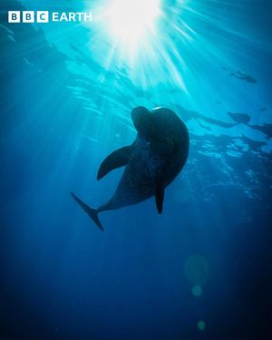 Video post by @bbcearth on TikTok