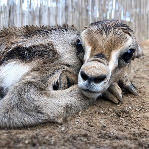 Image post by @sandiegozoo on Instagram