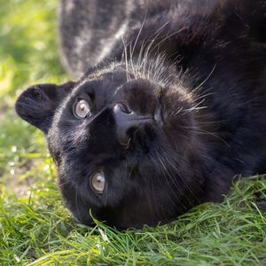 Image post by @sandiegozoo on Instagram
