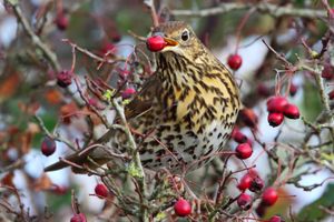 Image post by @rspb on Instagram