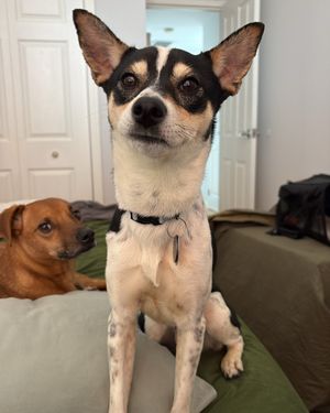 Image post by @heartsandbonesrescue on Instagram