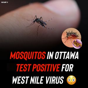 Image post by @shottawa.tv on Instagram