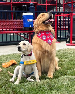 Image post by @canineorg on Instagram