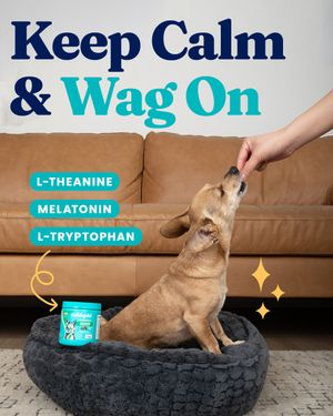 Image post by @solidgoldpets on Instagram