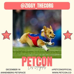Image post by @ziggy_thecorg on Instagram