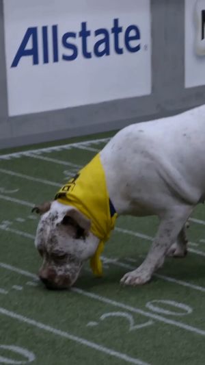 Video post by @animalplanet on Instagram
