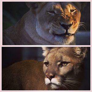 Image post by @sandiegozoo on Instagram