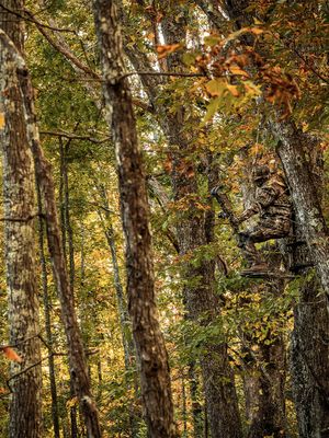 Image post by @realtreeoutdoors on Instagram