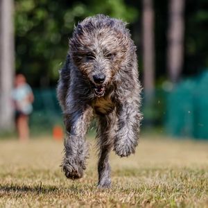 Image post by @thesavannahwolfhound on Instagram