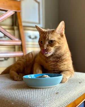 Image post by @cheeeto.the.cat on Instagram