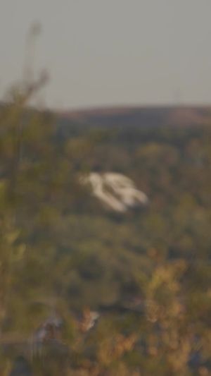 Video post by @kstateofficial on TikTok