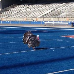 Image post by @boisestatebroncos on Instagram