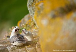 Image post by @rspb on Instagram