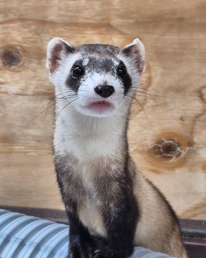 Image post by @thetorontozoo on Instagram