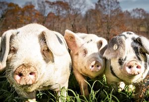 Image post by @freedomfarmkings on Instagram