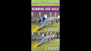 Video post by @dogsthat on YouTube