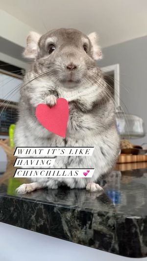 Video post by @chinpals on Instagram