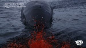 Video post by @sharkweek on Facebook