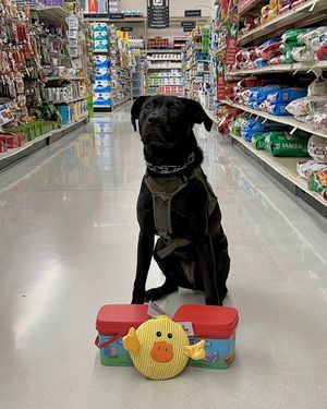 Image post by @mnwildpup on Twitter