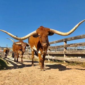 Image post by @visitfortworth on Instagram