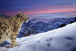 Image post by @ROMtoronto on Twitter