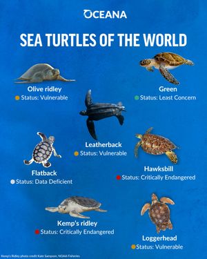 Image post by @oceana on Instagram