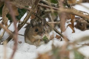 Image post by @rspb on Instagram