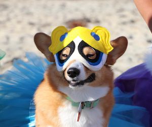 Image post by @ziggy_thecorg on Instagram
