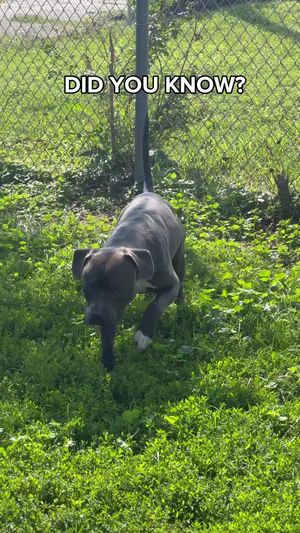 Video post by @DetroitGSD on Facebook
