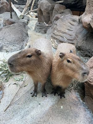 Image post by @denverzoo on Instagram
