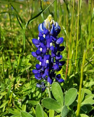 Image post by @txextension on Instagram