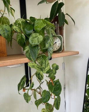 Image post by @reenasplants on Instagram